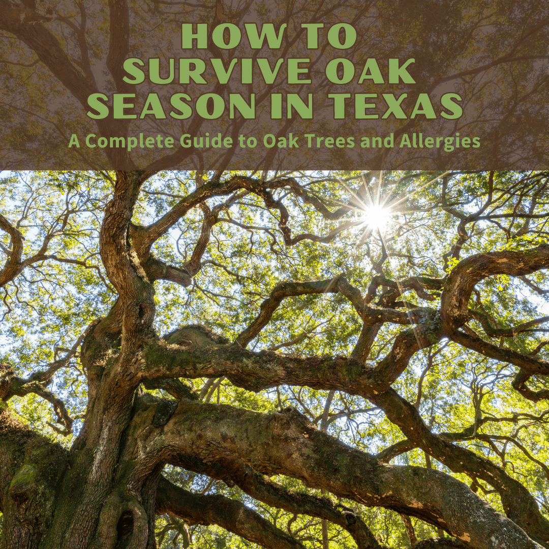 Image of Live oak tree