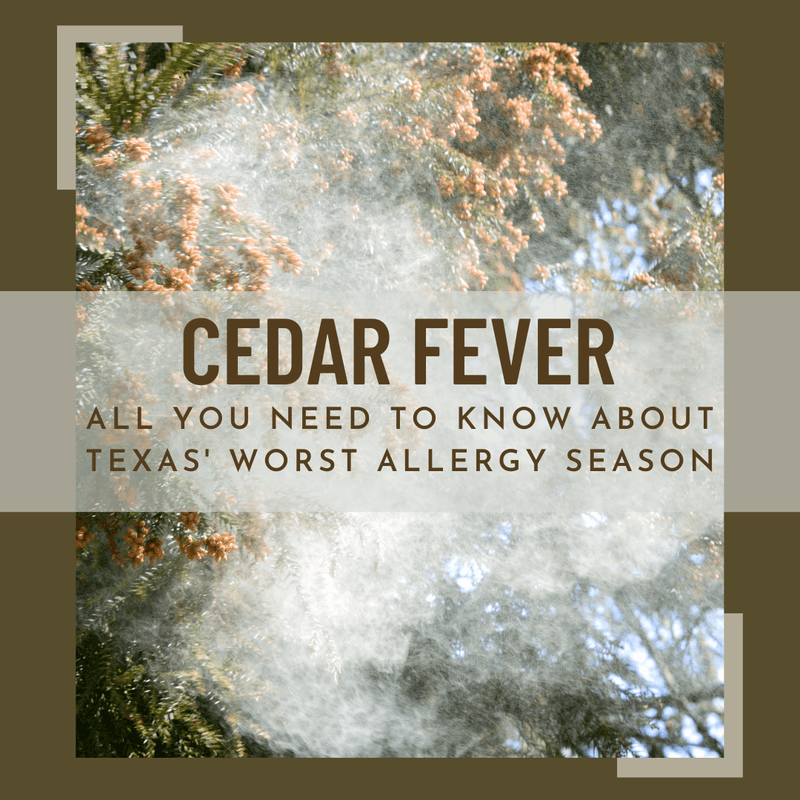 Cedar Fever: All You Need to Know About Texas' Worst Allergy Season