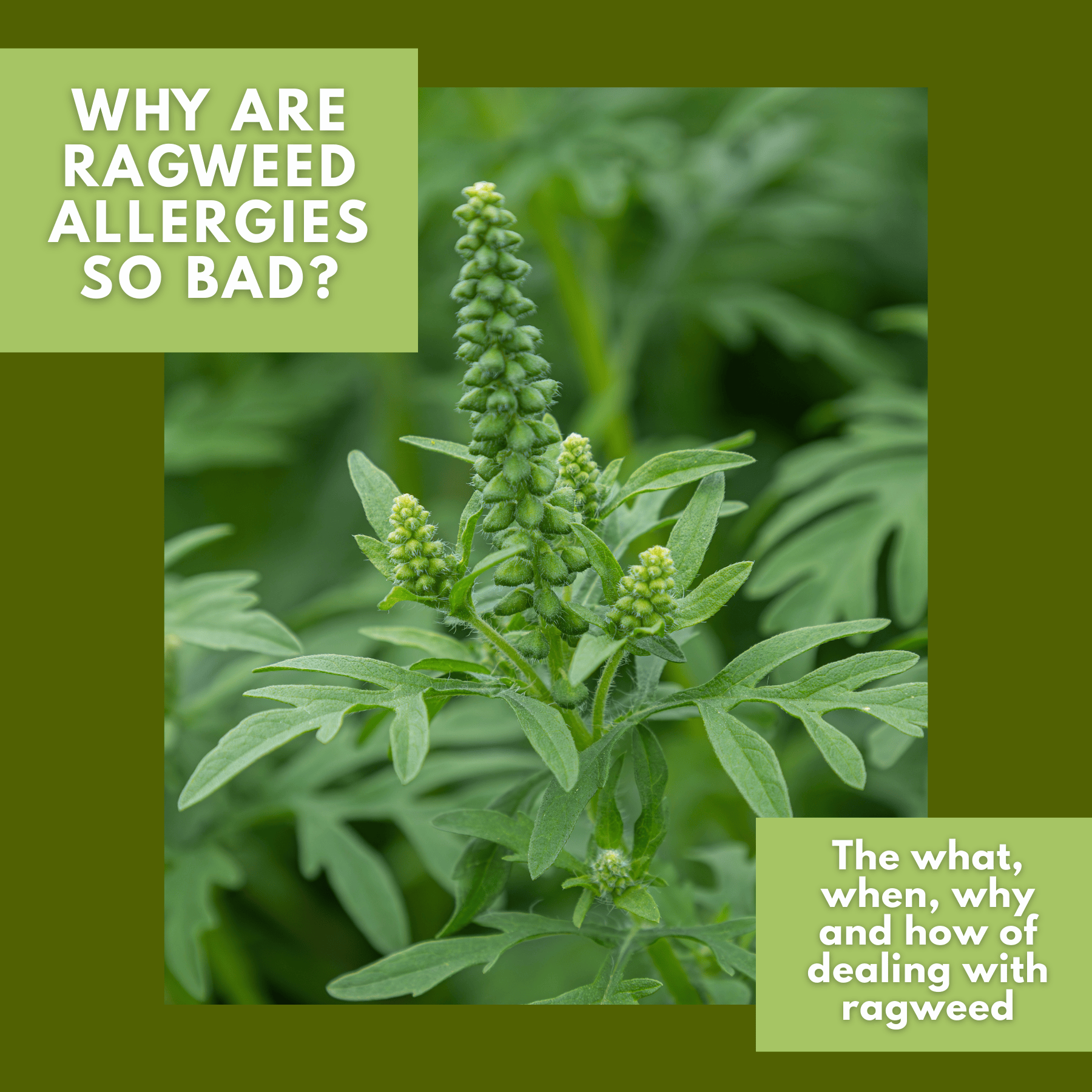 Why are ragweed allergies so bad?